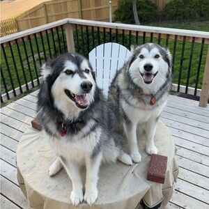 Meet your Posher, Posh